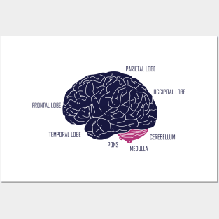 Human brain anatomic Posters and Art